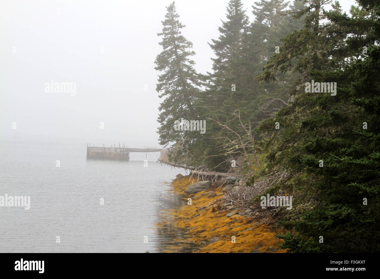 Scenic view of trees, ocean in fog Stock Photo