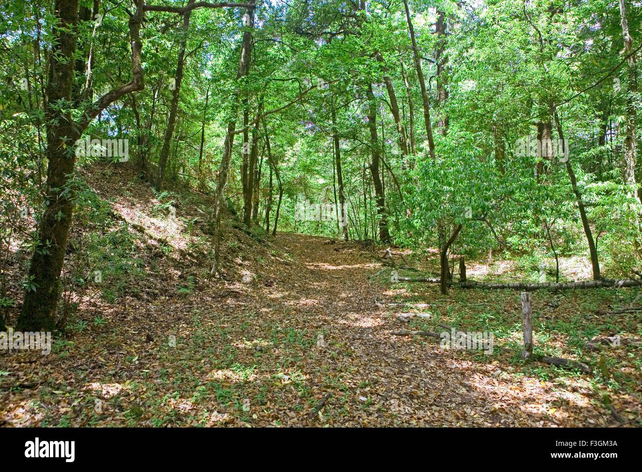 Dense virgin jungle hi-res stock photography and images - Alamy