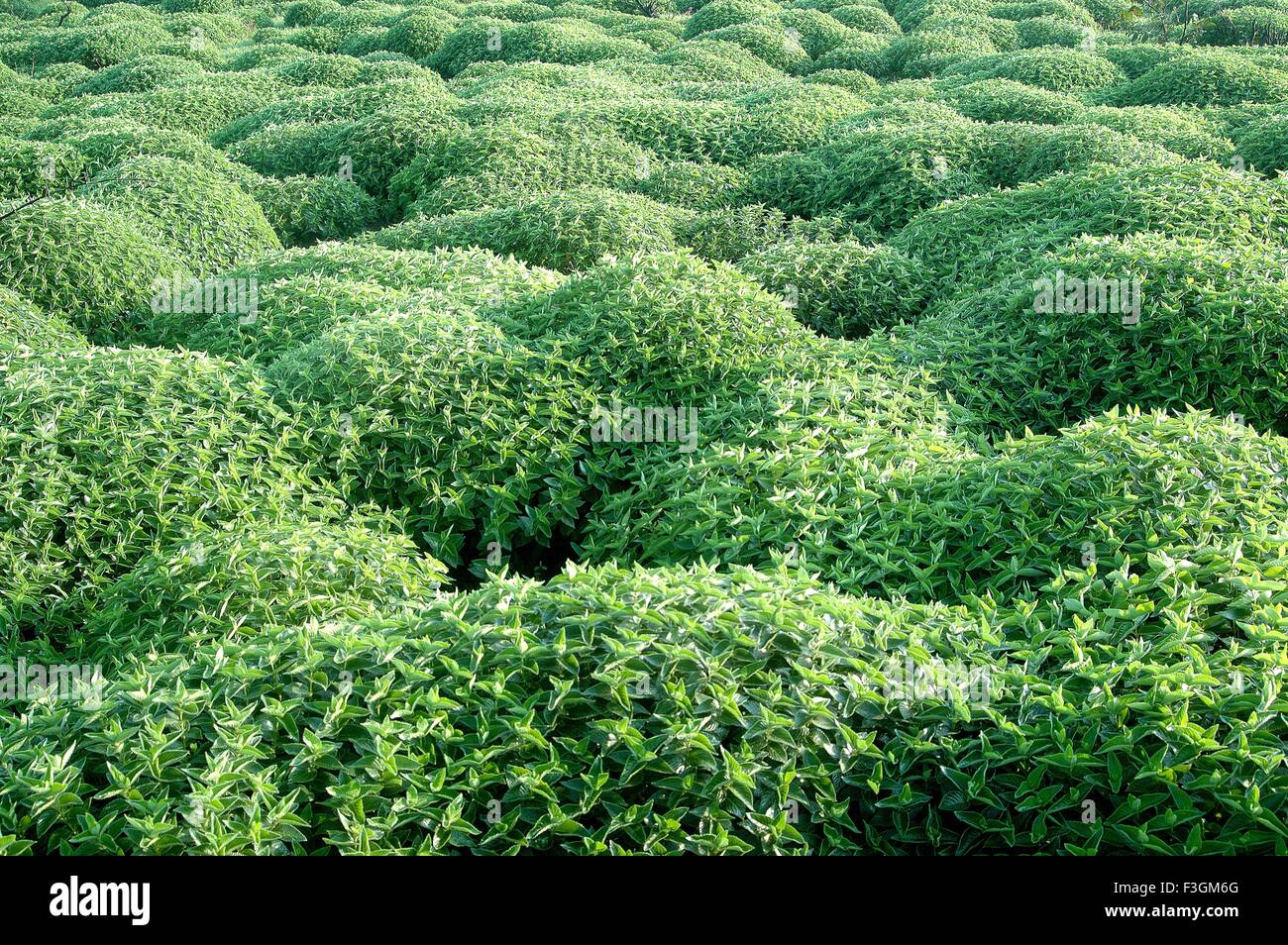 Kawle High Resolution Stock Photography and Images - Alamy