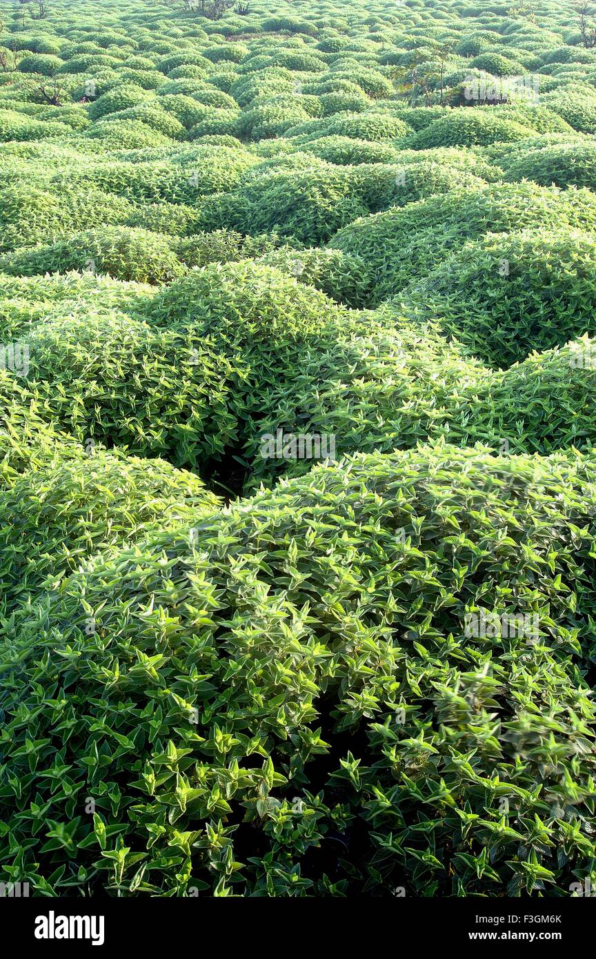 Kawle hi-res stock photography and images - Alamy