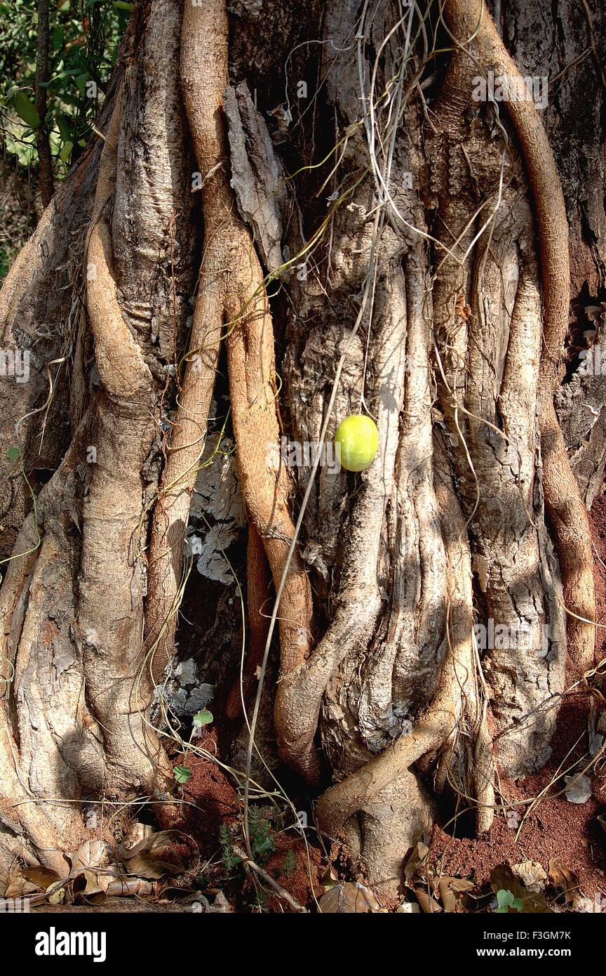 Trunk of banyan tree at Manche ; Taluka Deogad ; District Sindhudurga ...