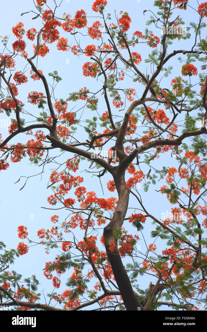 Gulmohar, delonix regia, flower, HD wallpaper | Peakpx