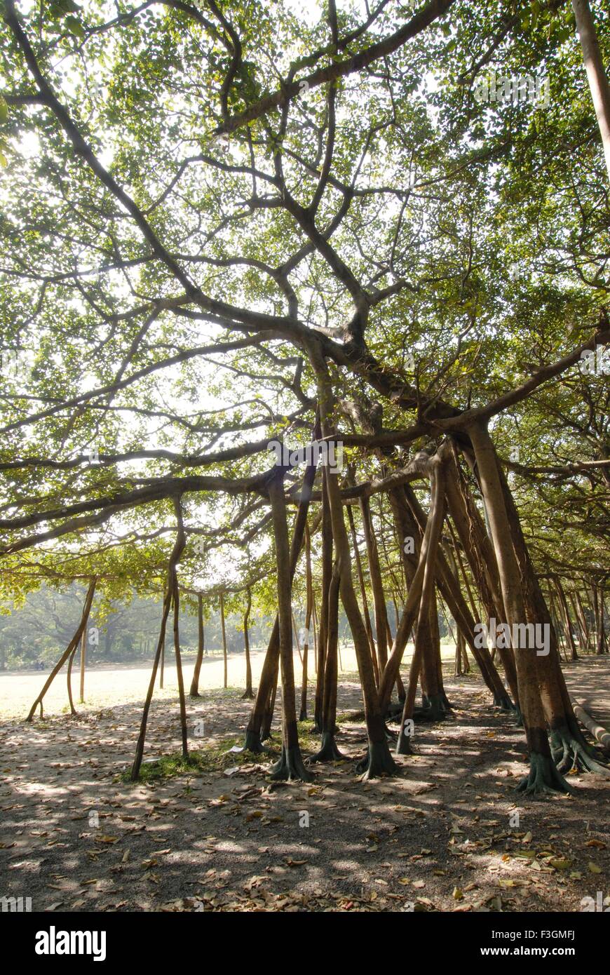 Banyan tree largest in India ; Botanical Garden ; Calcutta ; West