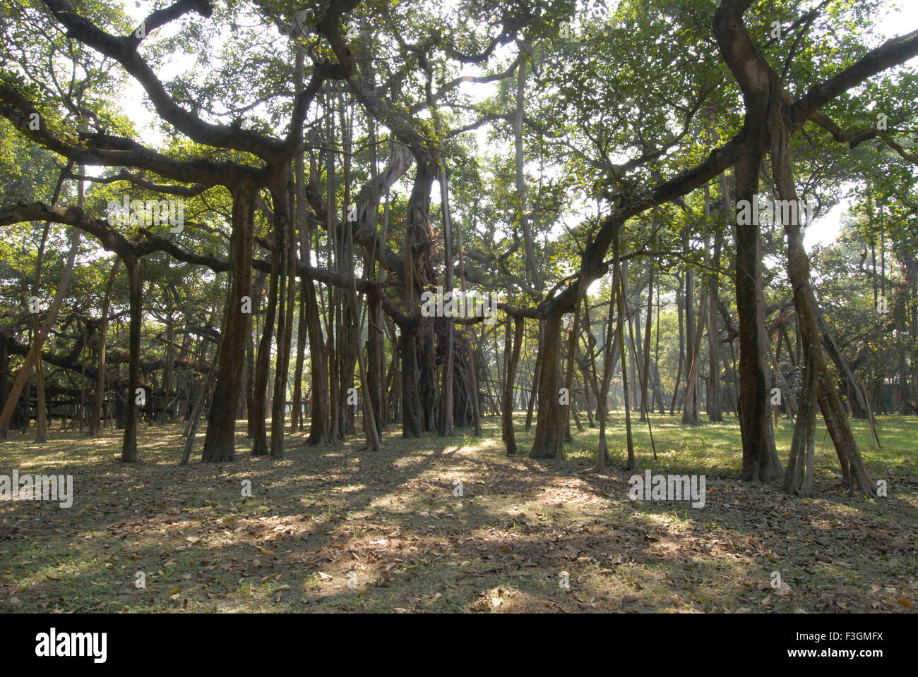 Banyan tree largest in India ; Botanical Garden ; Calcutta ; West Bengal ; India Stock Photo Alamy