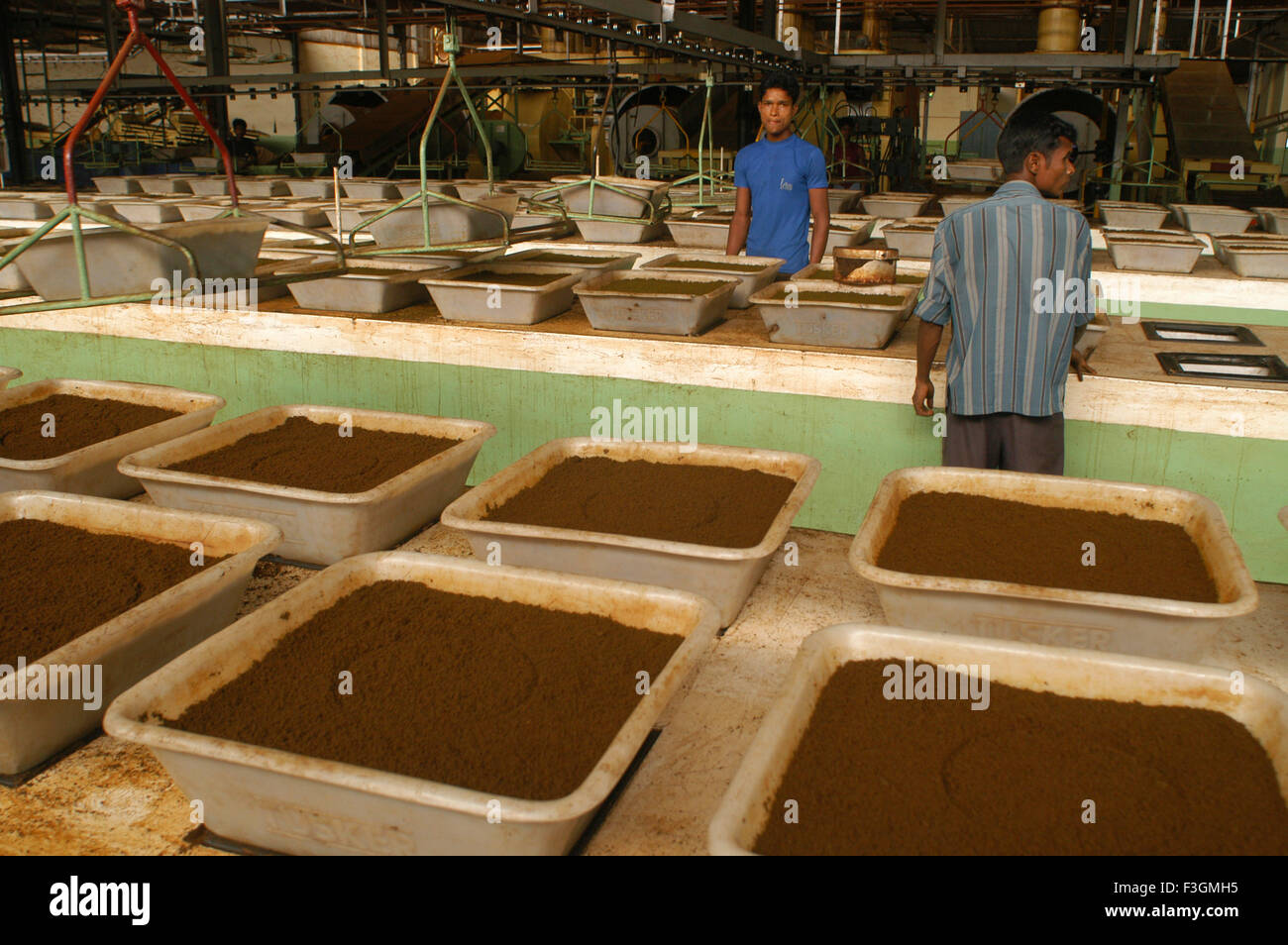 Fermentation process at CTC tea manufacturer in Assam ; India Stock Photo