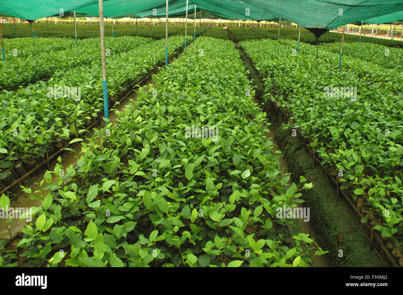 Green growing leaves nursery hires stock photography and images Alamy