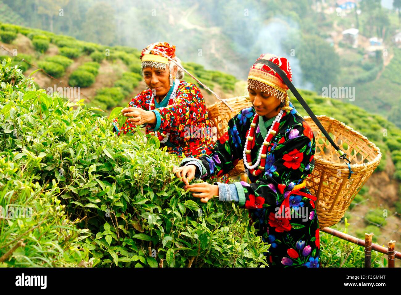 Tea leaf collecting in Darjeeling ; West Bengal ; India MR764 Stock Photo Alamy