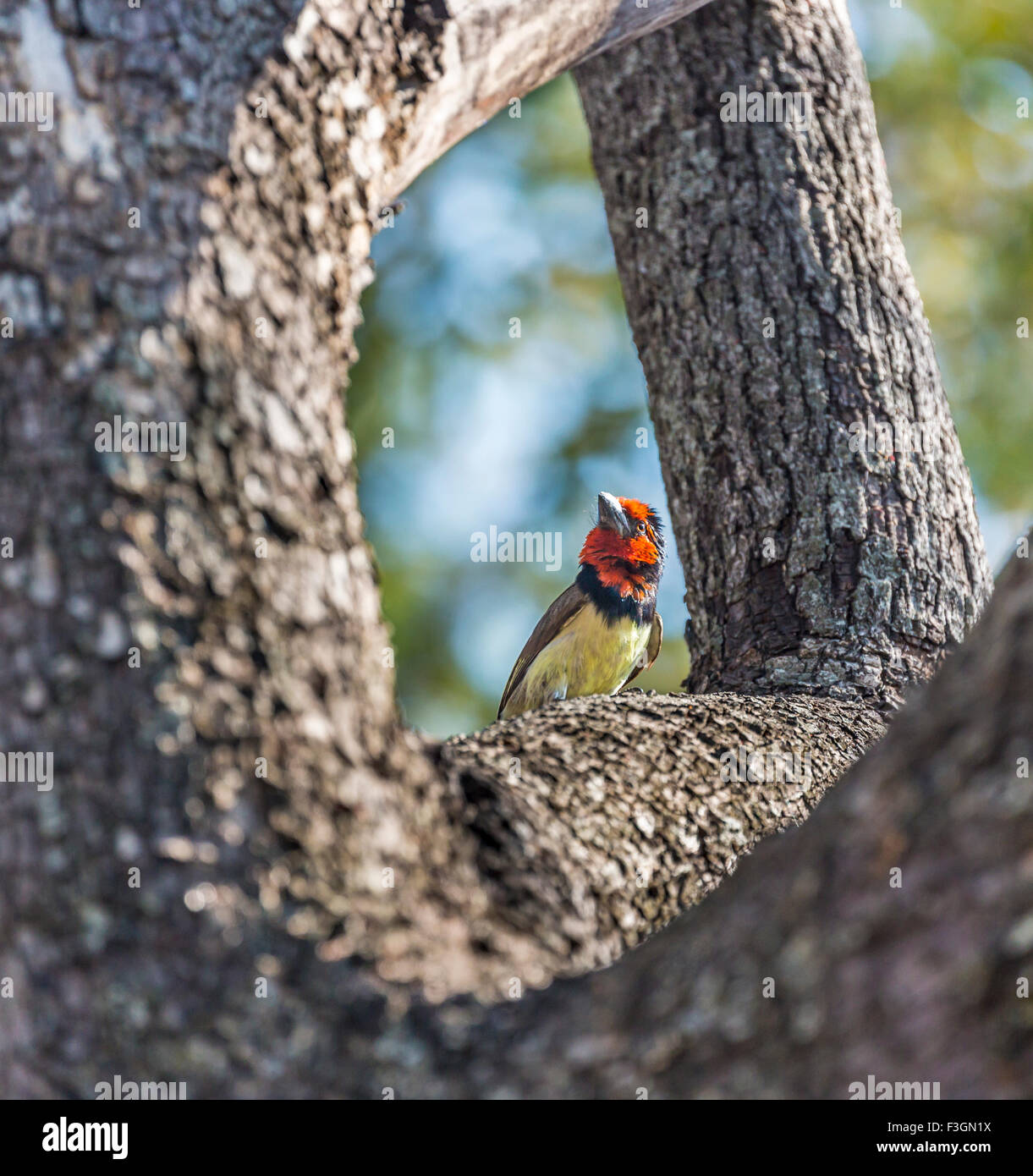 Colourful red-headed yellow-bodied Black-collared barbet (Lybius torquatus) Nxabega Concession, Okavango Delta, Kalahari, northern Botswana, southern Africa Stock Photo