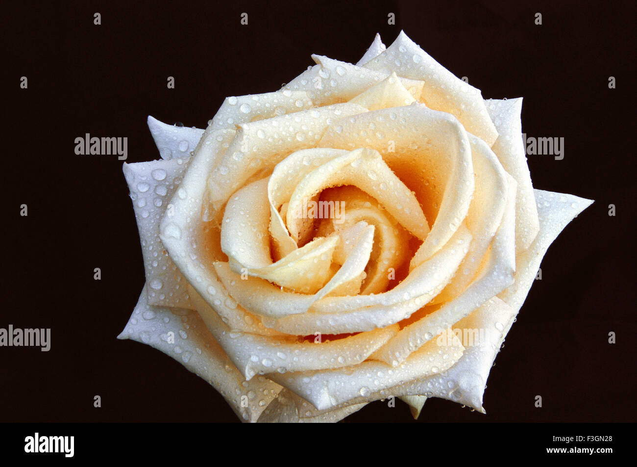 Water drops on white rose petals Stock Photo