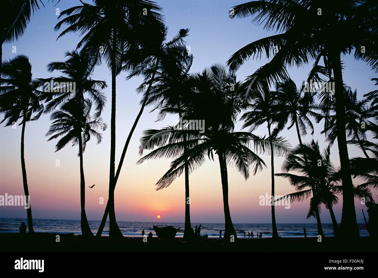 Sunset view through coconut trees at Colva beach ; Goa ; India Stock Photo