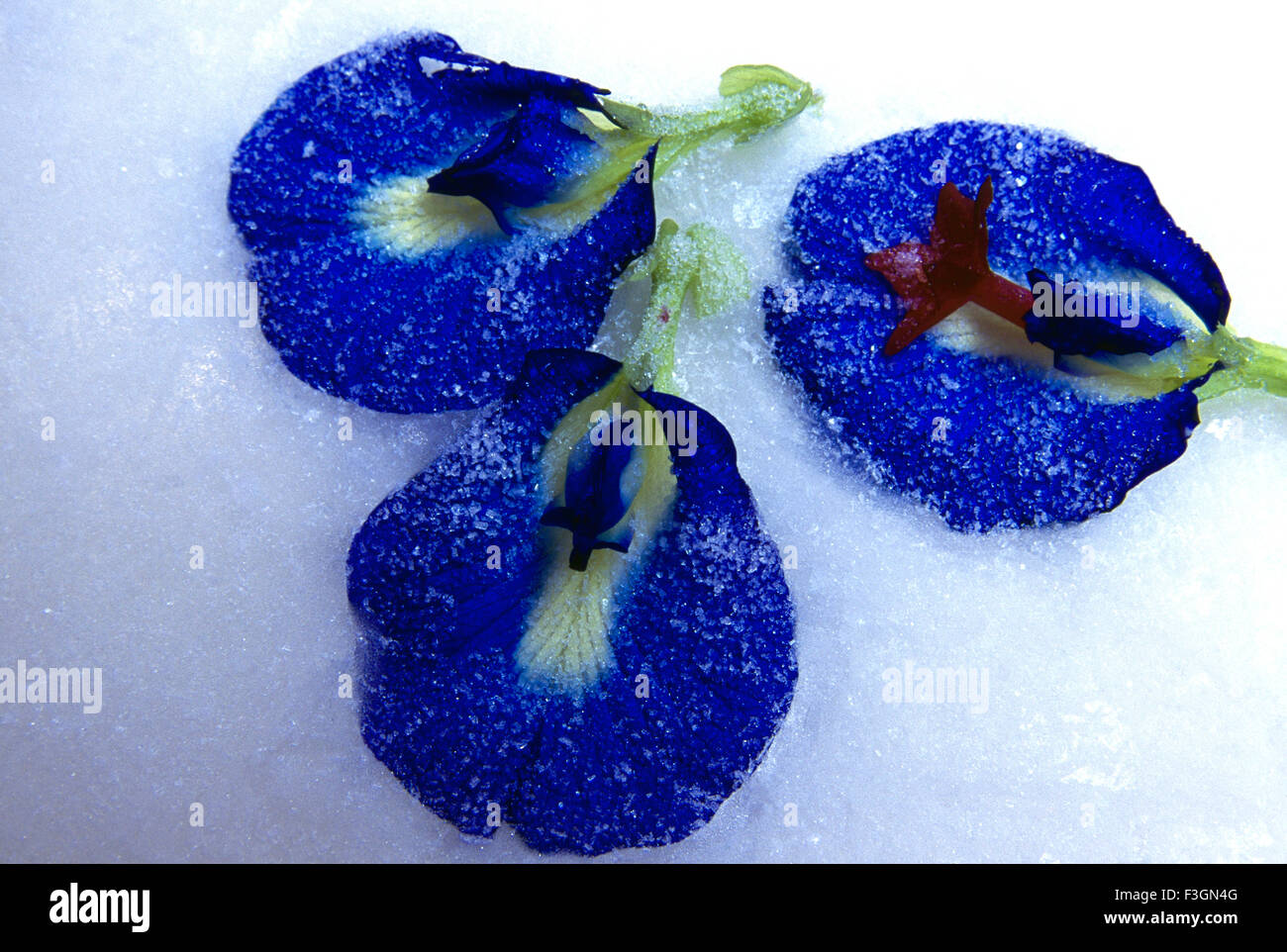 Frozen blue flowers in ice on white background ; Jodhpur ; Rajasthan ; India Stock Photo