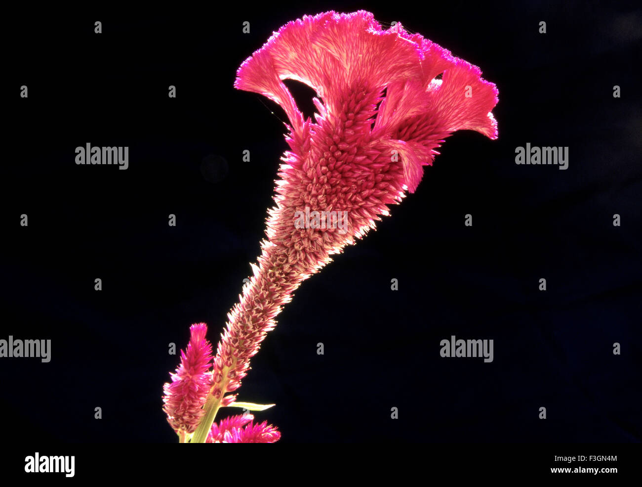 Cockscomb flowers on black background ; Jodhpur ; Rajasthan ; India Stock Photo