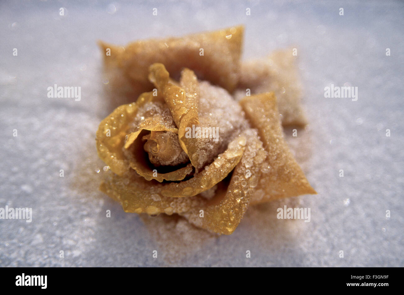 Frozen rose melting in ice on white background ; Jodhpur ; Rajasthan ; India Stock Photo