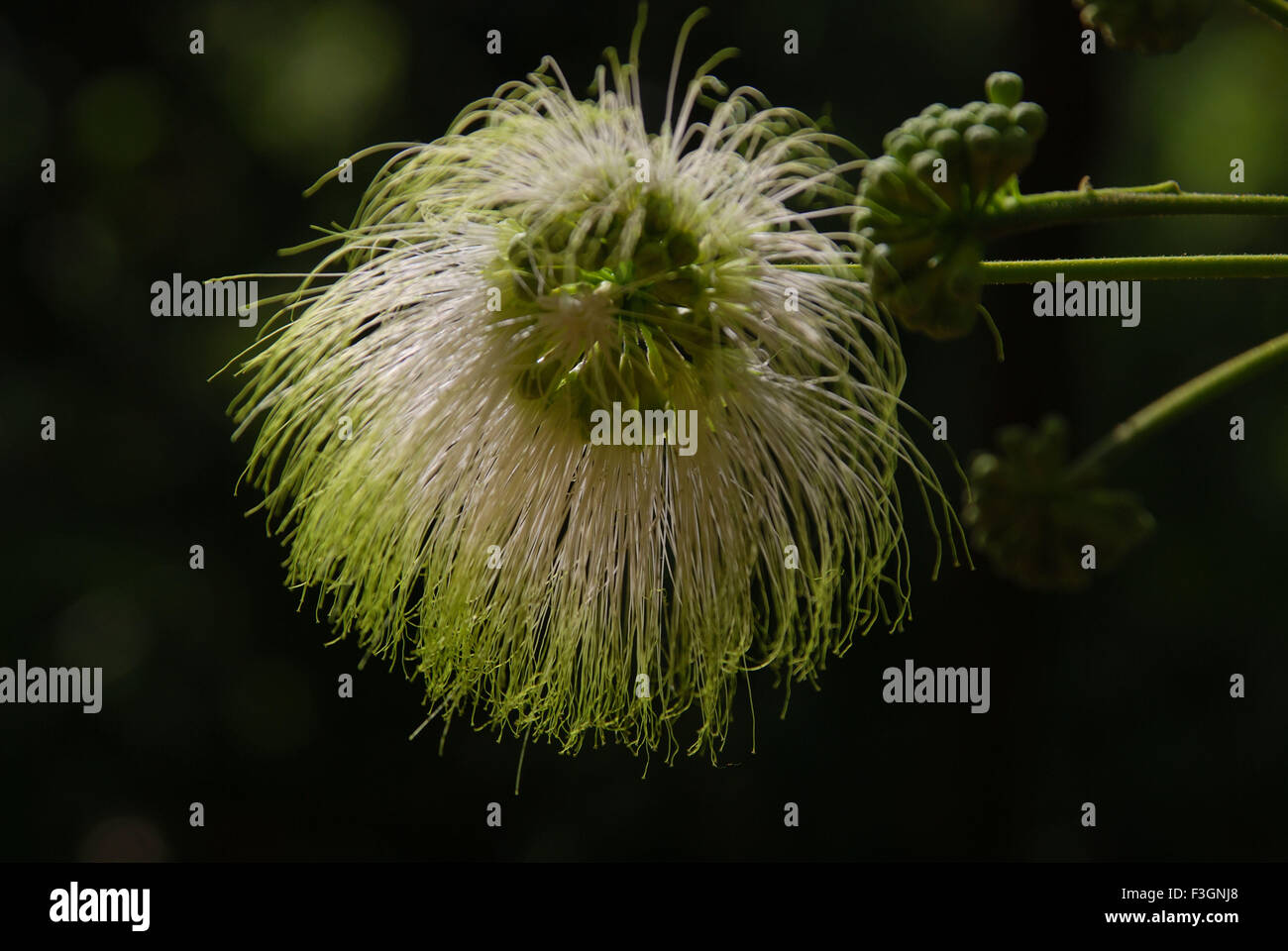 Shirish flower, Albizia lebbeck, medicinal plant, Jodhpur, Rajasthan, India, Asia Stock Photo