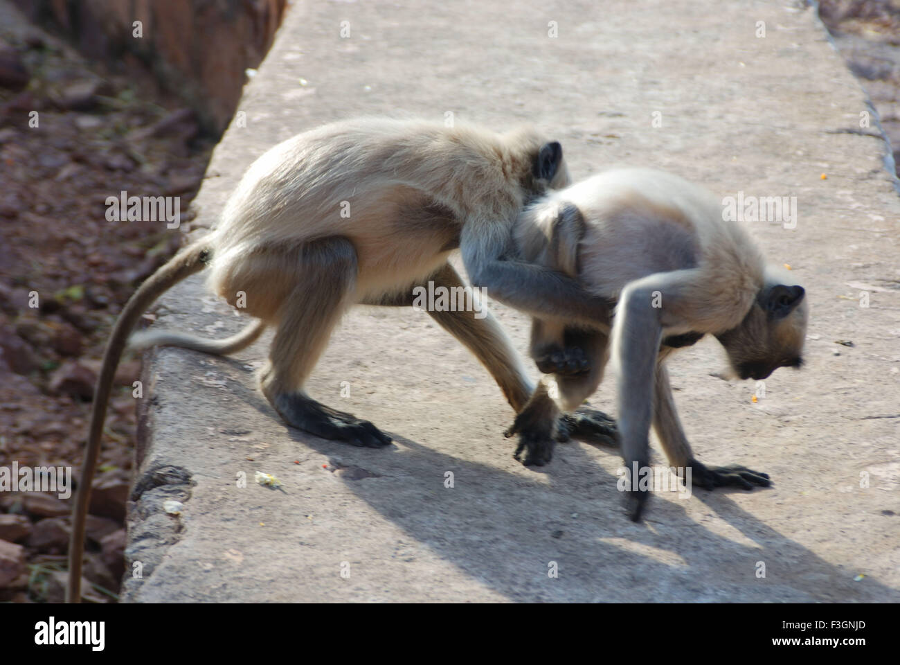 Two langur playing, Gray langur, Hanuman langur, Hanuman monkey, Jodhpur, Rajasthan, India, Asia Stock Photo