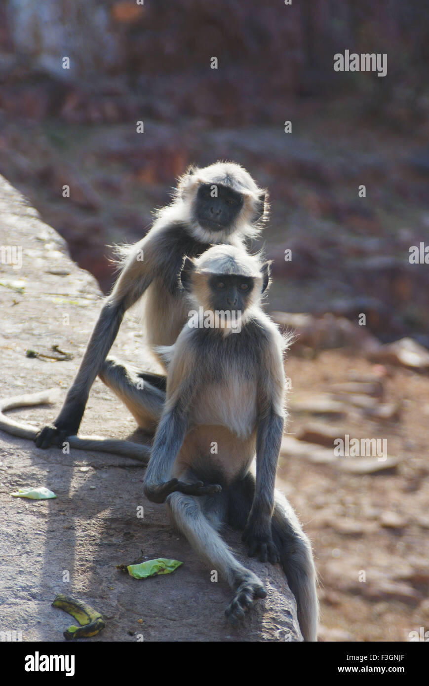 Two langur playing, Gray langur, Hanuman langur, Hanuman monkey, Jodhpur, Rajasthan, India, Asia Stock Photo