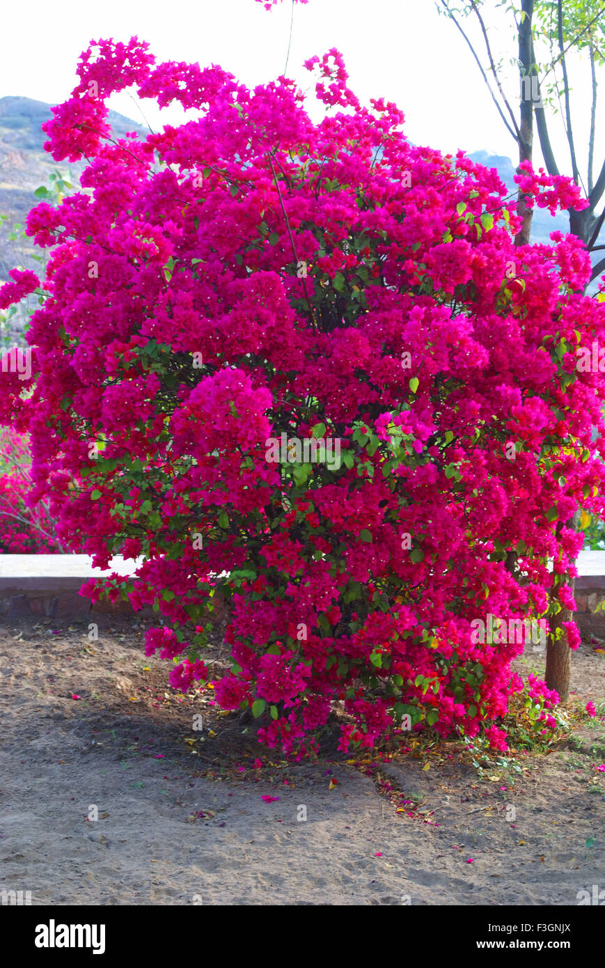 Pink flower tree ; Jodhpur ; Rajasthan ; India Stock Photo