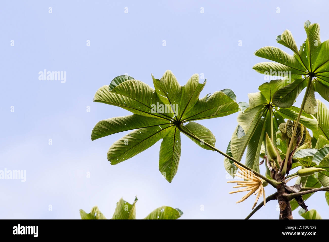 Cecropia tree in rainforest jungle, Ecuador, South America Stock Photo