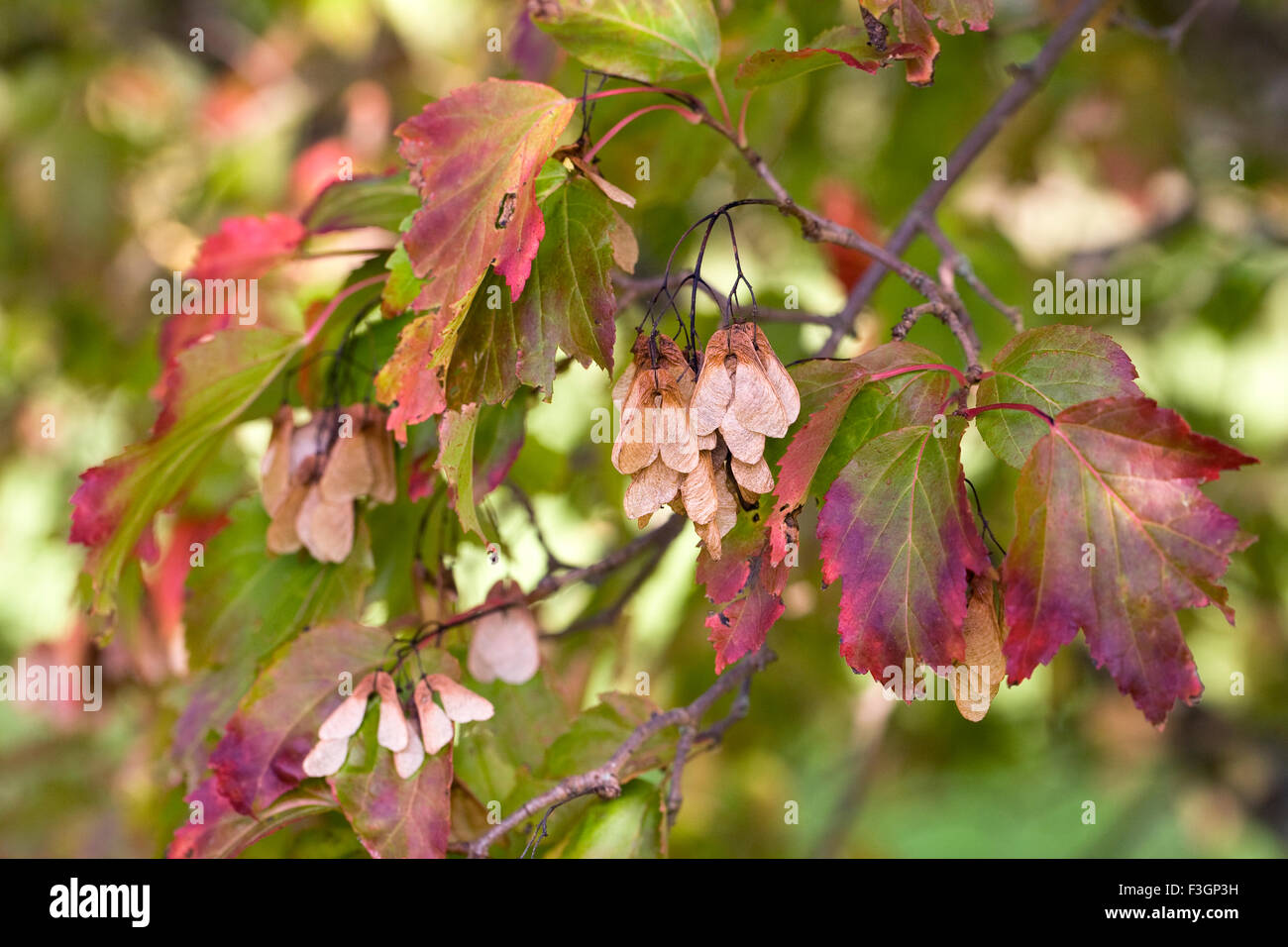 Acer seedpods in Autumn. Stock Photo
