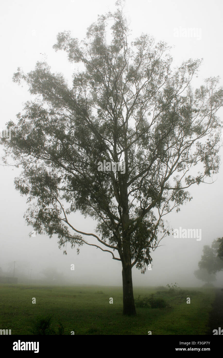 Foggy monsoon landscape ; Panhala ; Kolhapur ; Maharashtra ; India Stock Photo