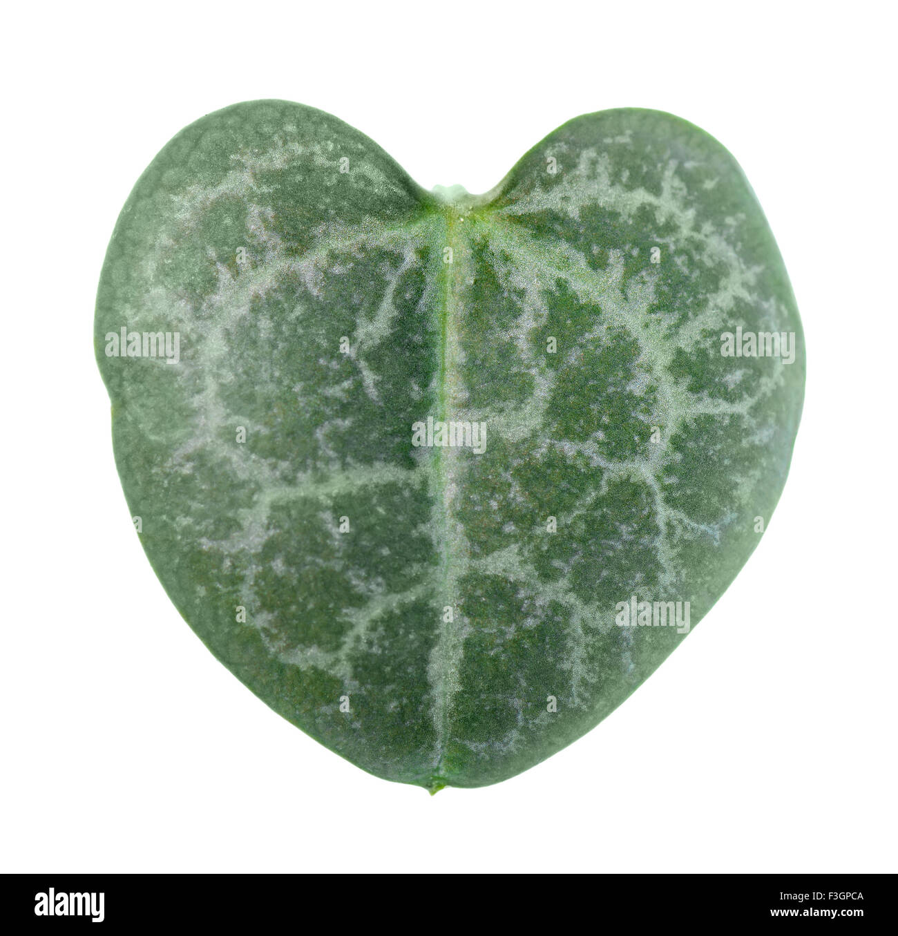 beautiful green leaf Ceropegia woodii is isolated on white background, closeup Stock Photo