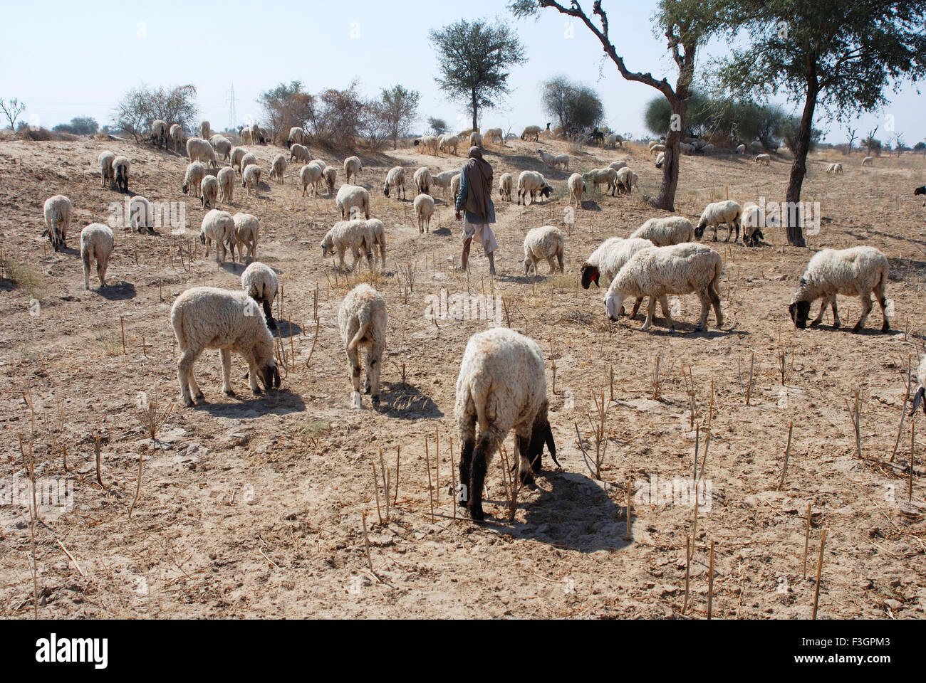 Shepherd looking at sheep engaged in grazing ; Ladnun ; Rajasthan ; India Stock Photo