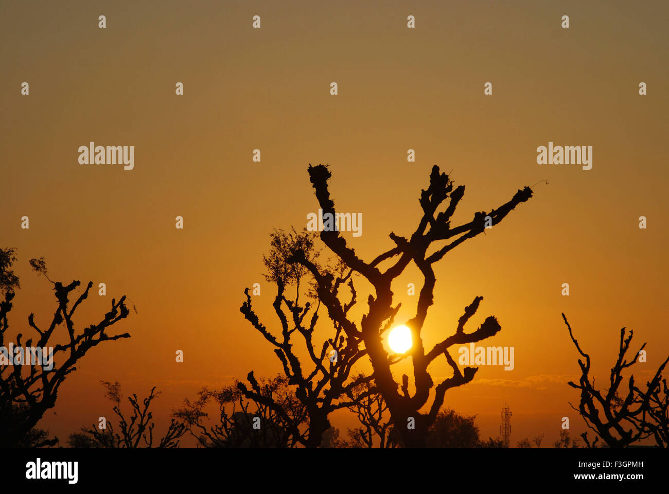 Sun rising behind trees ; Ladnun ; Rajasthan ; India Stock Photo