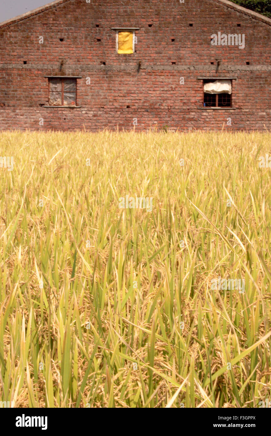 Maharashtrian farmer's house adjacent to agricultural farm ; Dhom Dam ; Wai ; Maharashtra ; India Stock Photo