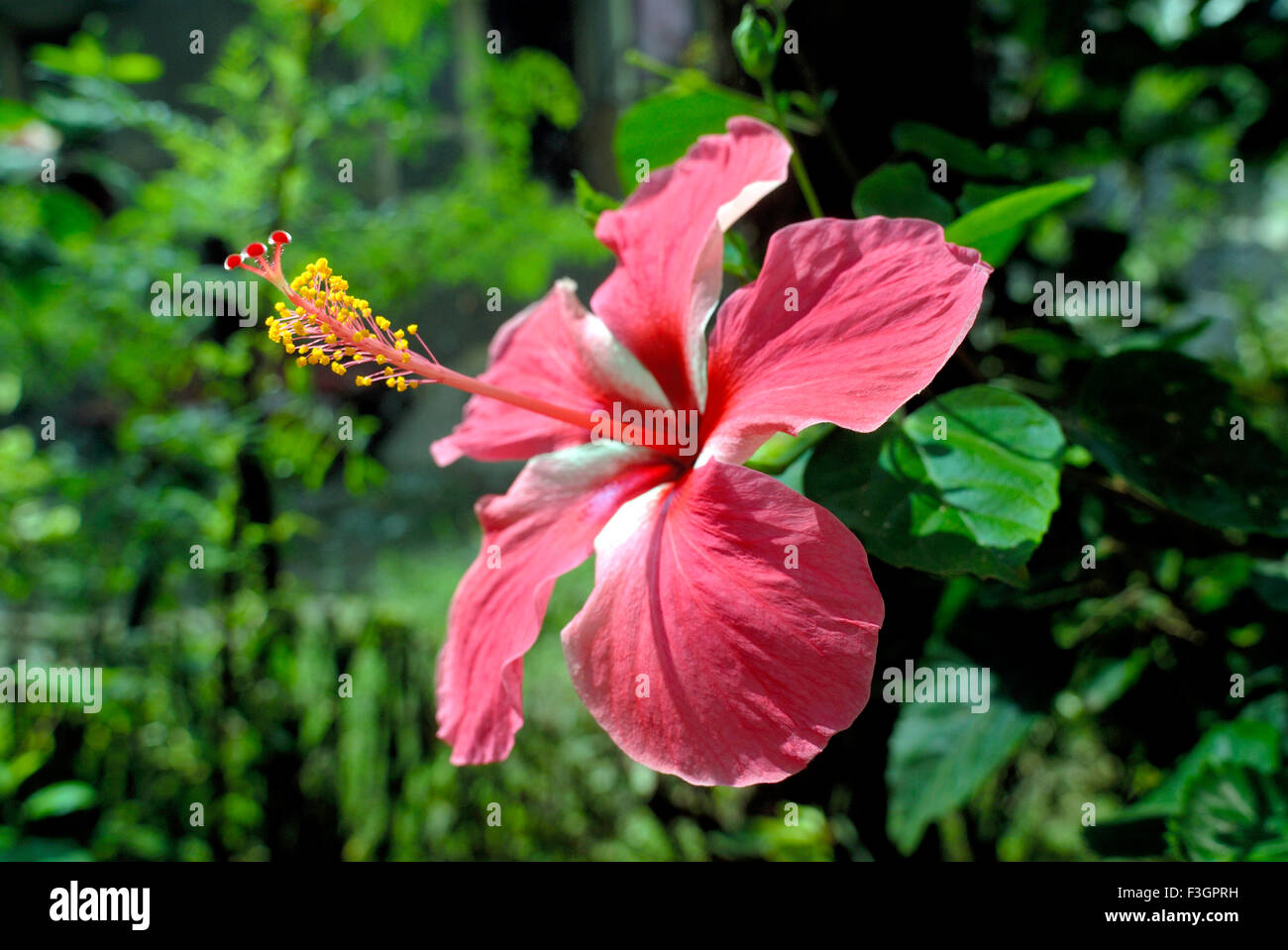 Hibiscus flower, rosemallow flower, Jasvandi flower, Jaswand flower, Maharashtra, India, Asia Stock Photo