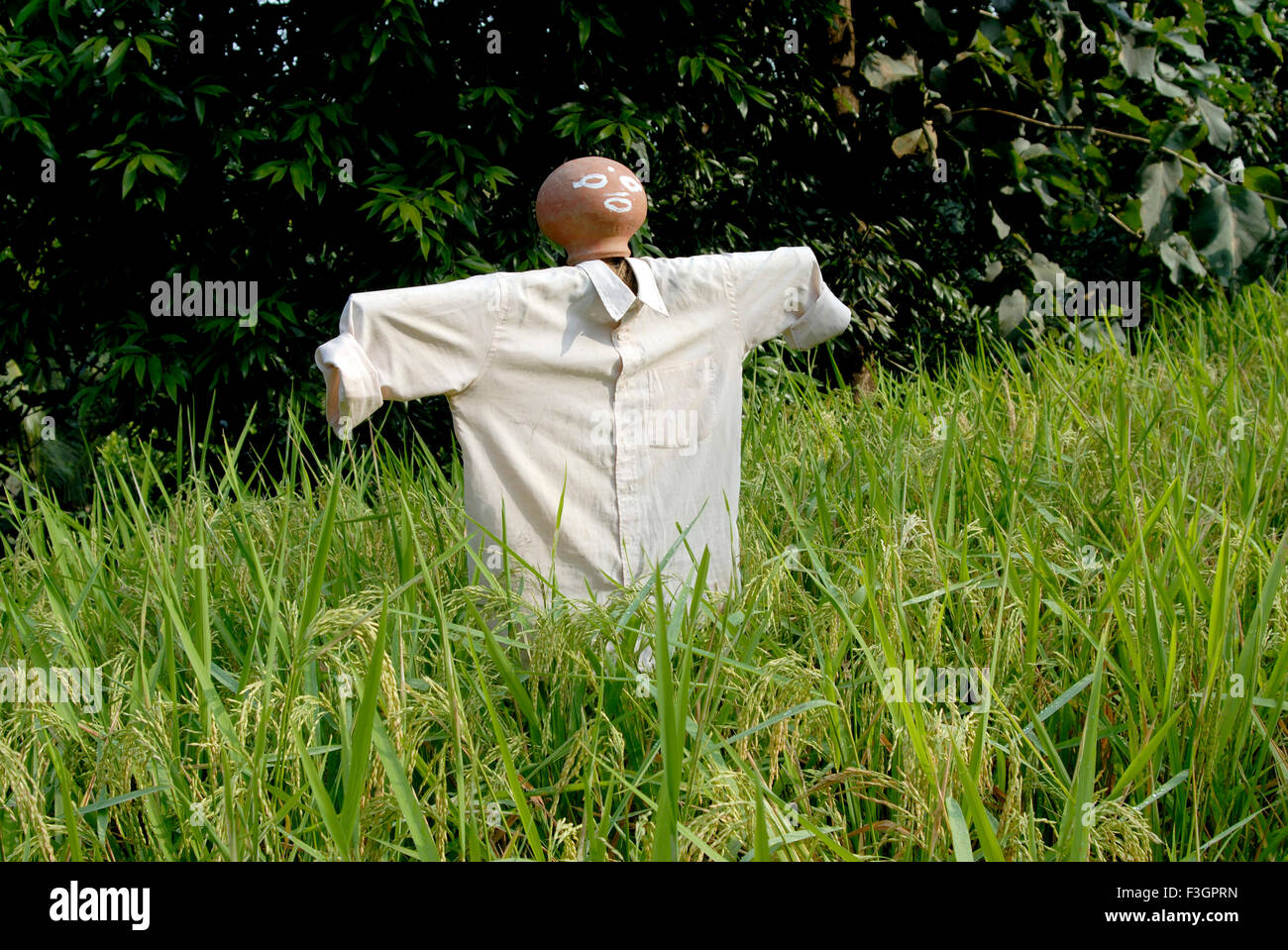 Figure set to scare birds scarecrow in the field at Dapoli ; District Ratnagiri ; Maharashtra ; India Stock Photo