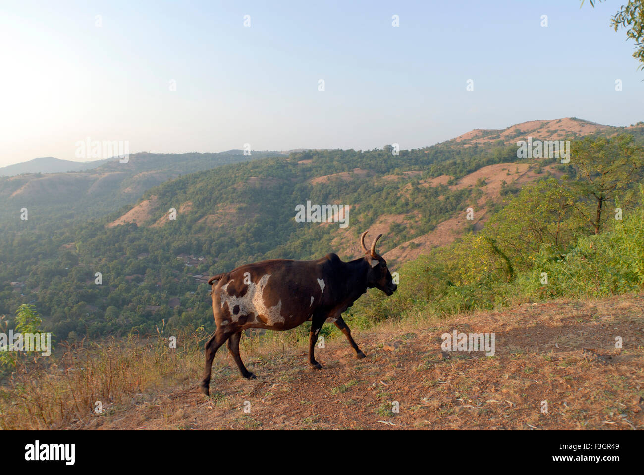 Animals of western ghats hi-res stock photography and images - Alamy