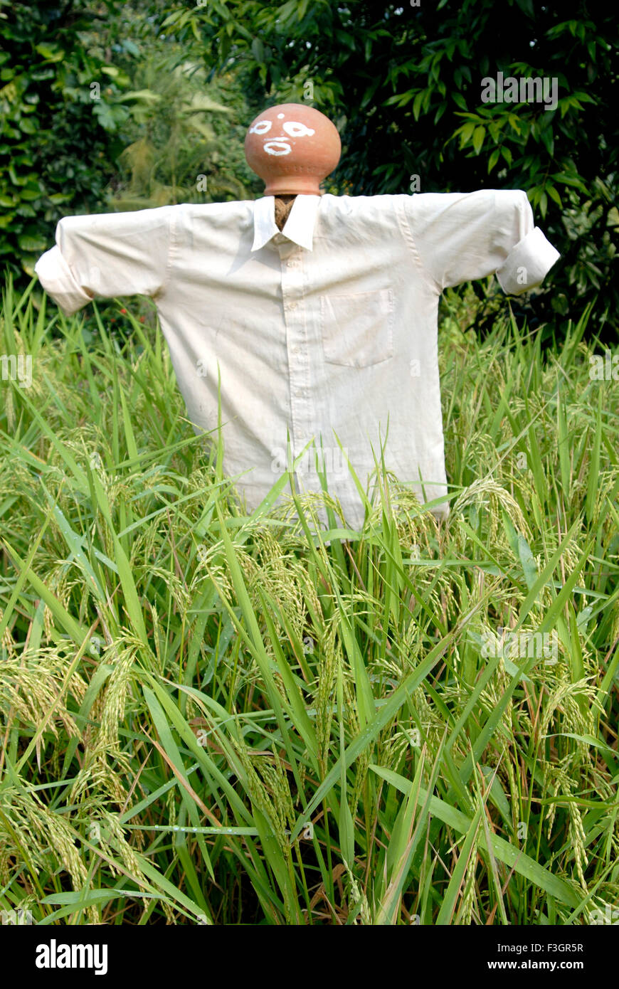 Bujgavne figure set to scare birds scarecrow in the field at Dapoli