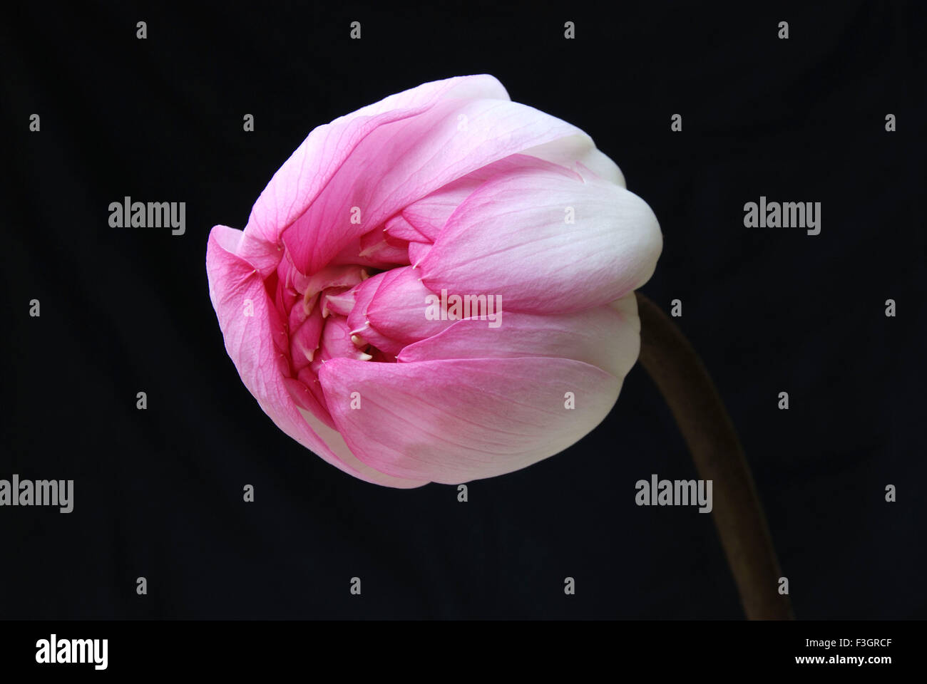 Pink lotus not lily Stock Photo Alamy
