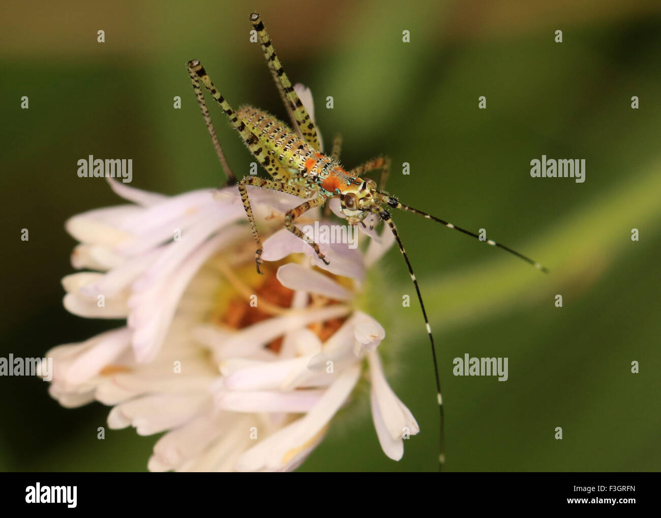 katydid nymph insect Stock Photo