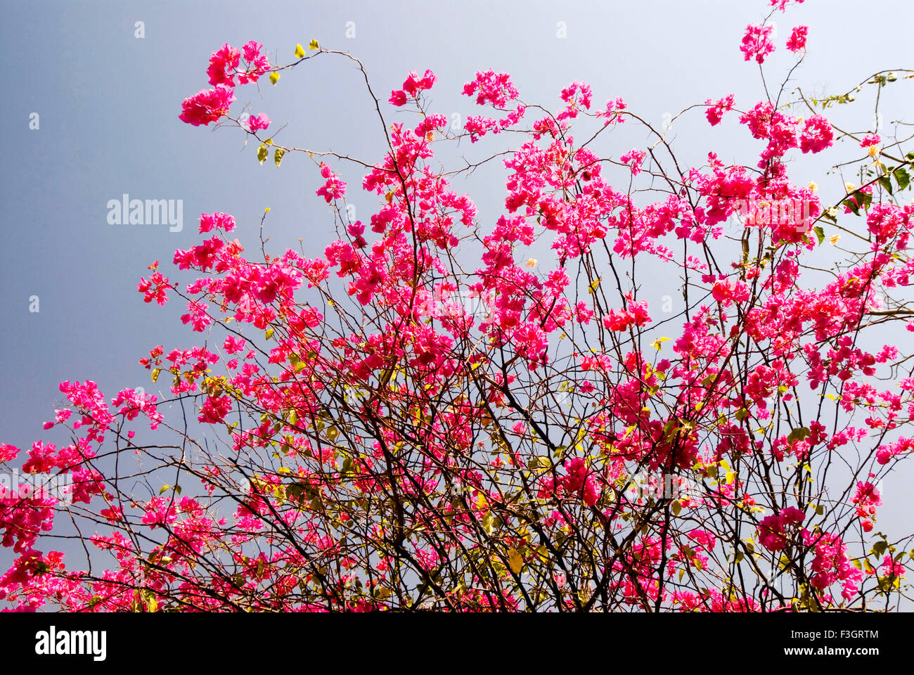 Bougainvillea flowering tree, India, Asia Stock Photo