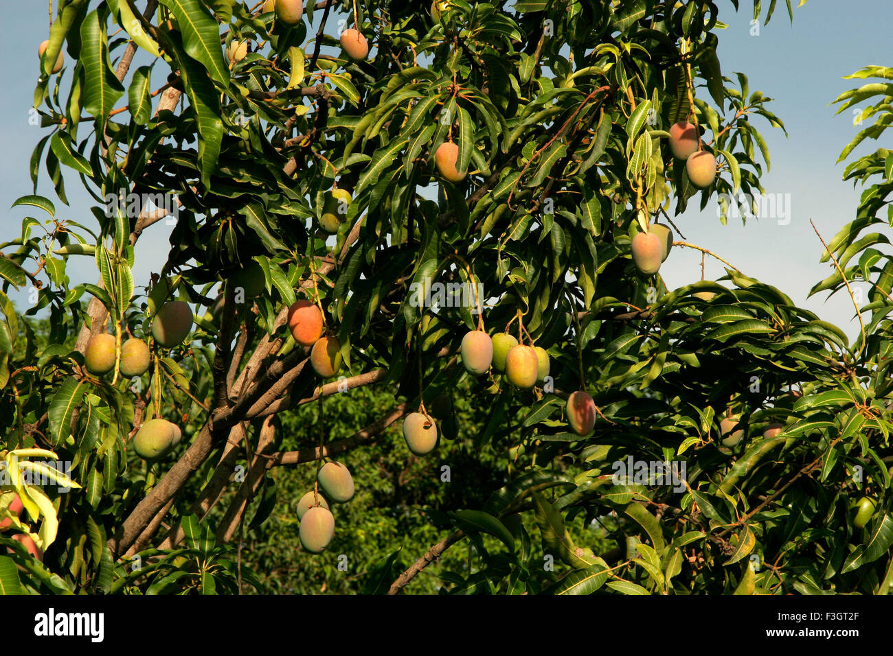 Indian Fruits Mango Raw Mangoes Called Kesar Hanging On Tree