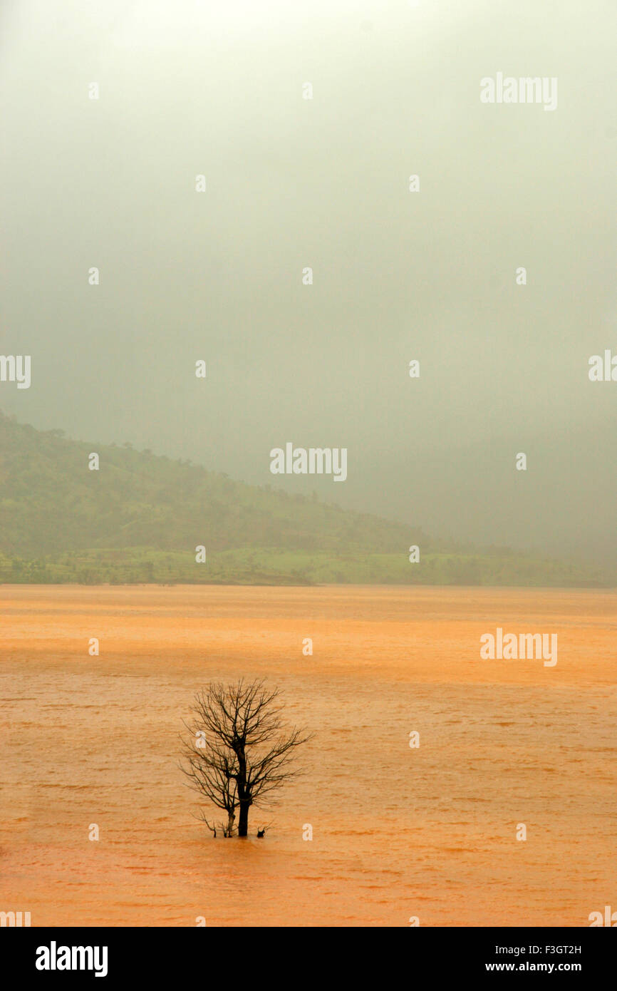 Monsoon ; landscape with dead dry tree standing in lake waters ; Dhom dam ; Wai ; Maharashtra ; India Stock Photo