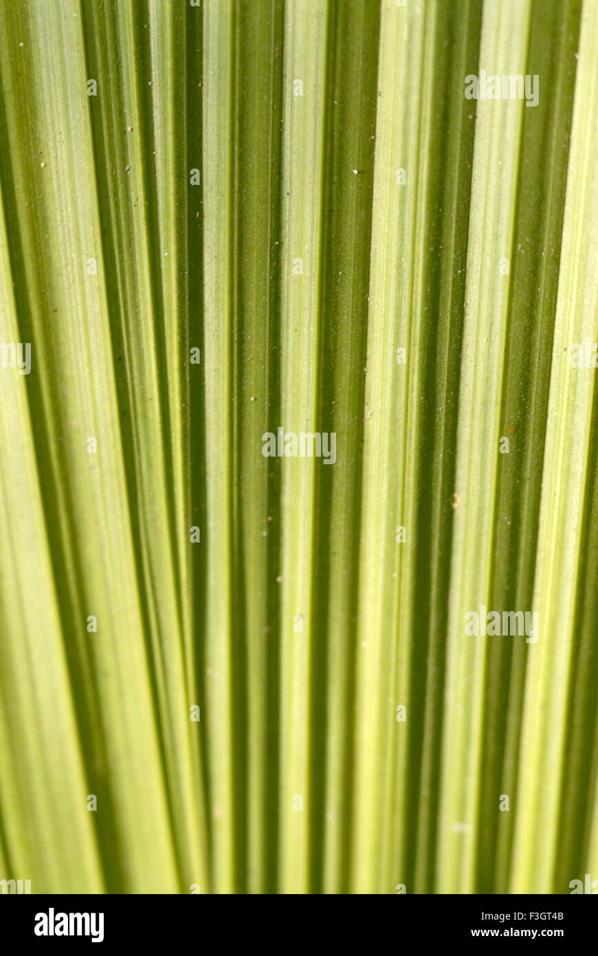 Green leave vertical lines Stock Photo