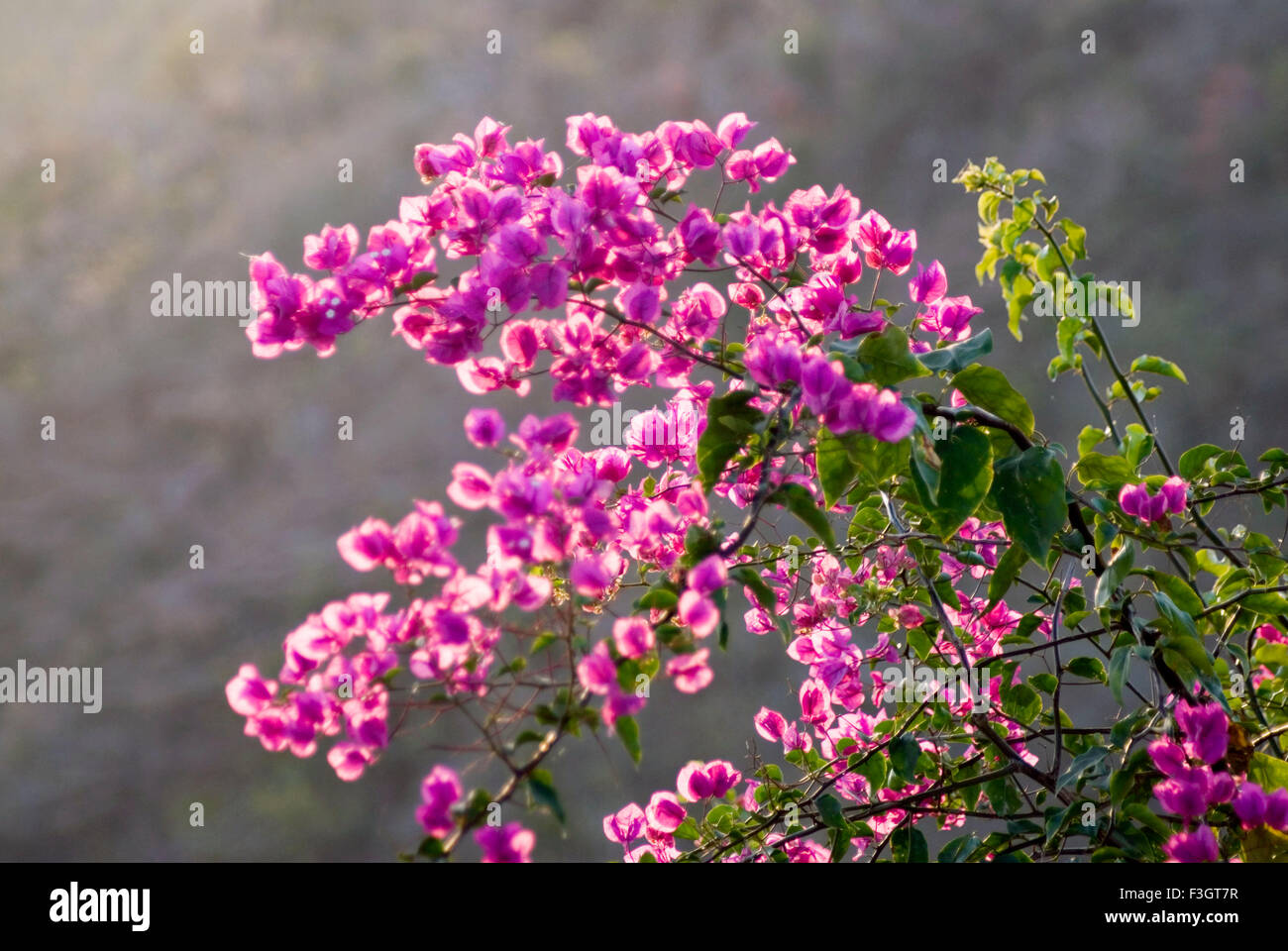 Bougainvillea flowering tree, India, Asia Stock Photo
