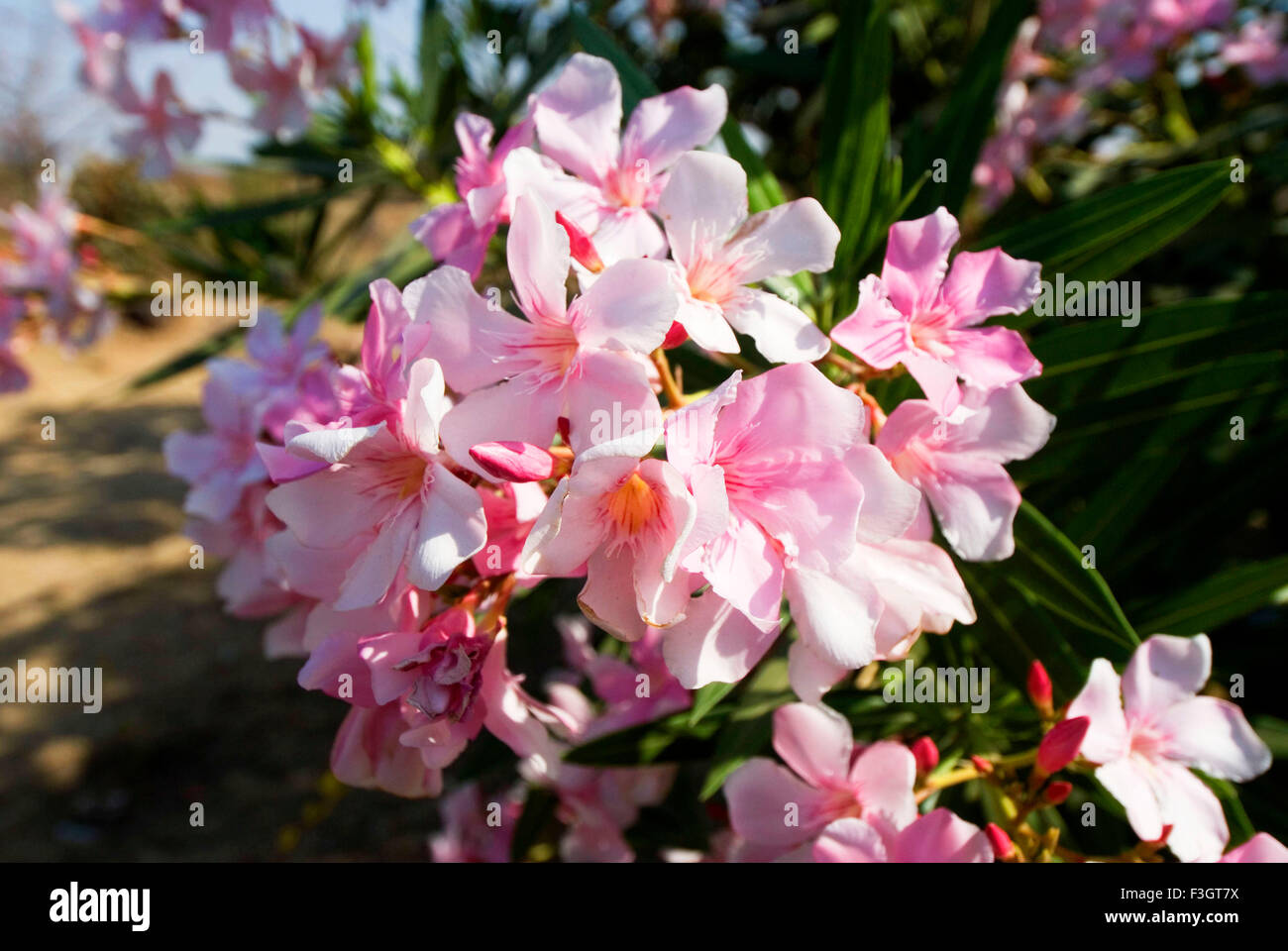 Flower pink color local name kanher english sweet scented oleander nerium oleander linn ; Mandu ; Madhya Pradesh ; India Stock Photo