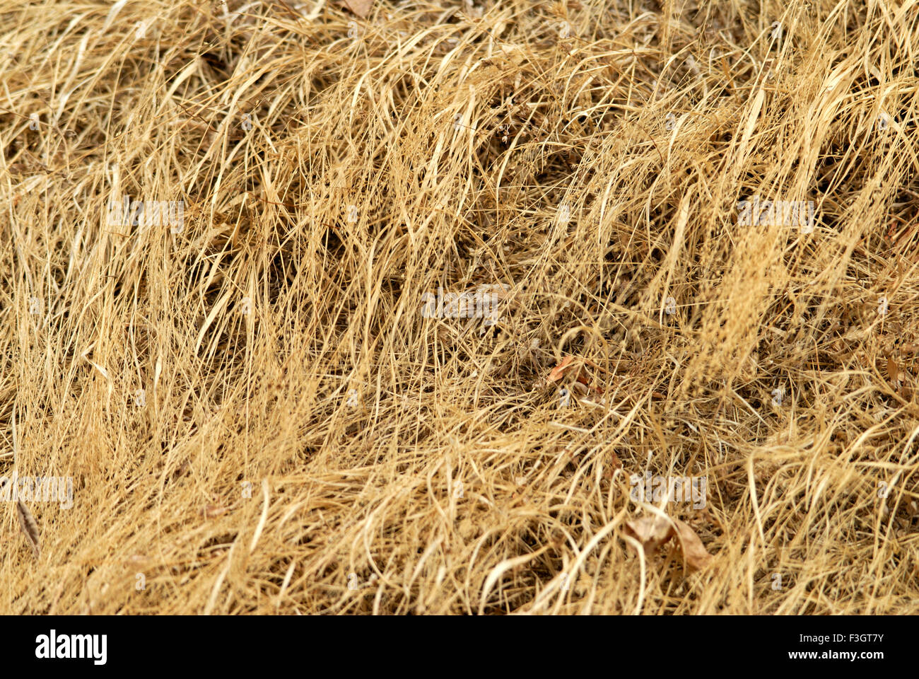 Dried golden grass Stock Photo