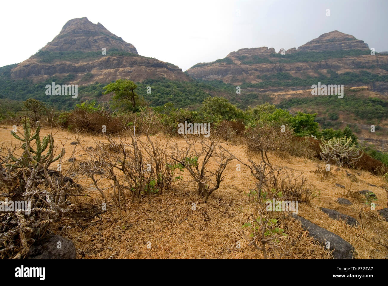 Mountain in summer ; malshej ghat ; Maharashtra ; India Stock Photo