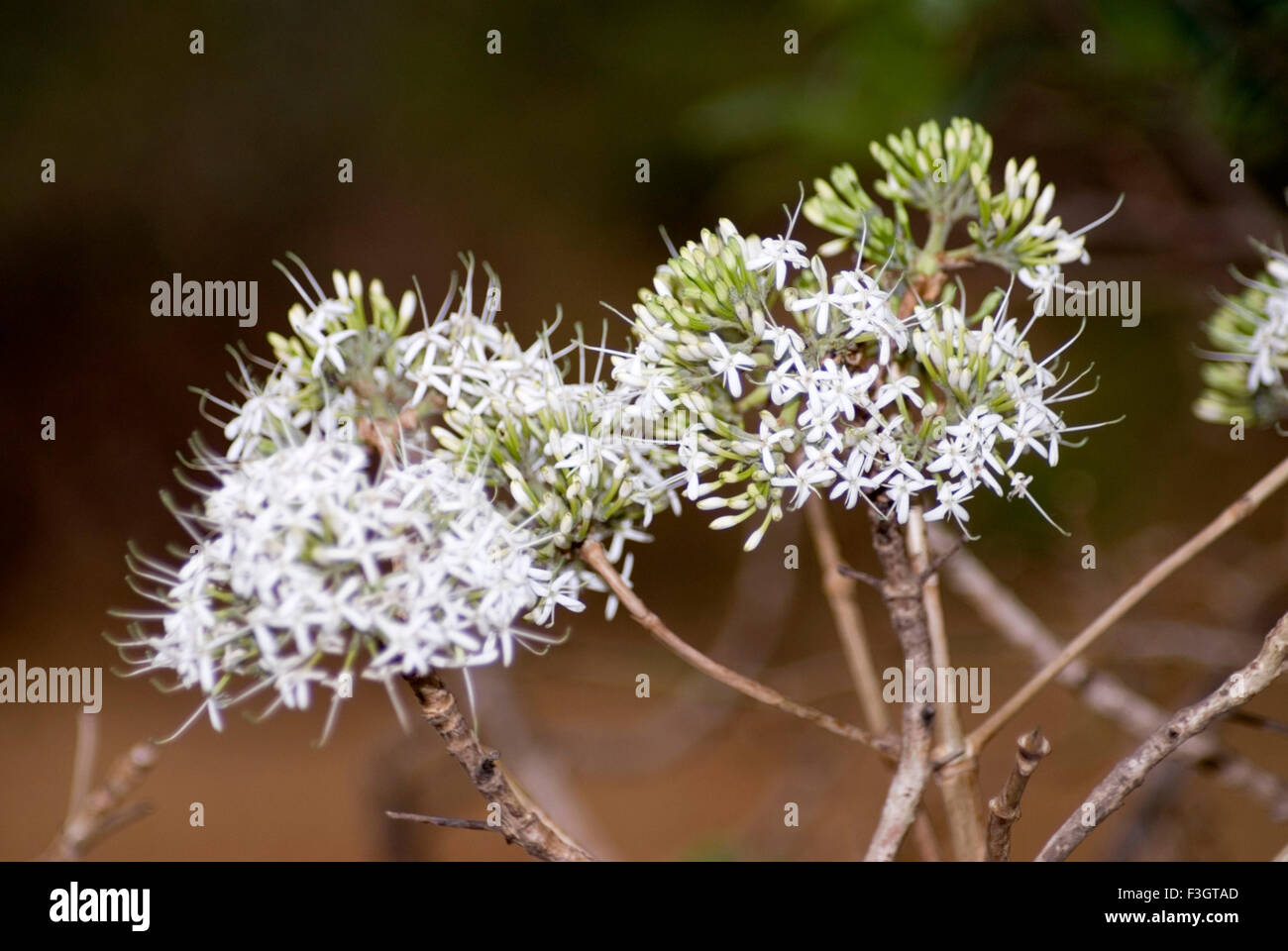 White flowers local name pavetta latin name crassicaulis common in forest and hills of Maharashtra ; India Stock Photo