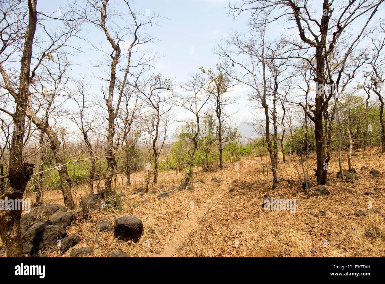 Forest in summer malshej ghat ; Maharashtra ; India Stock Photo