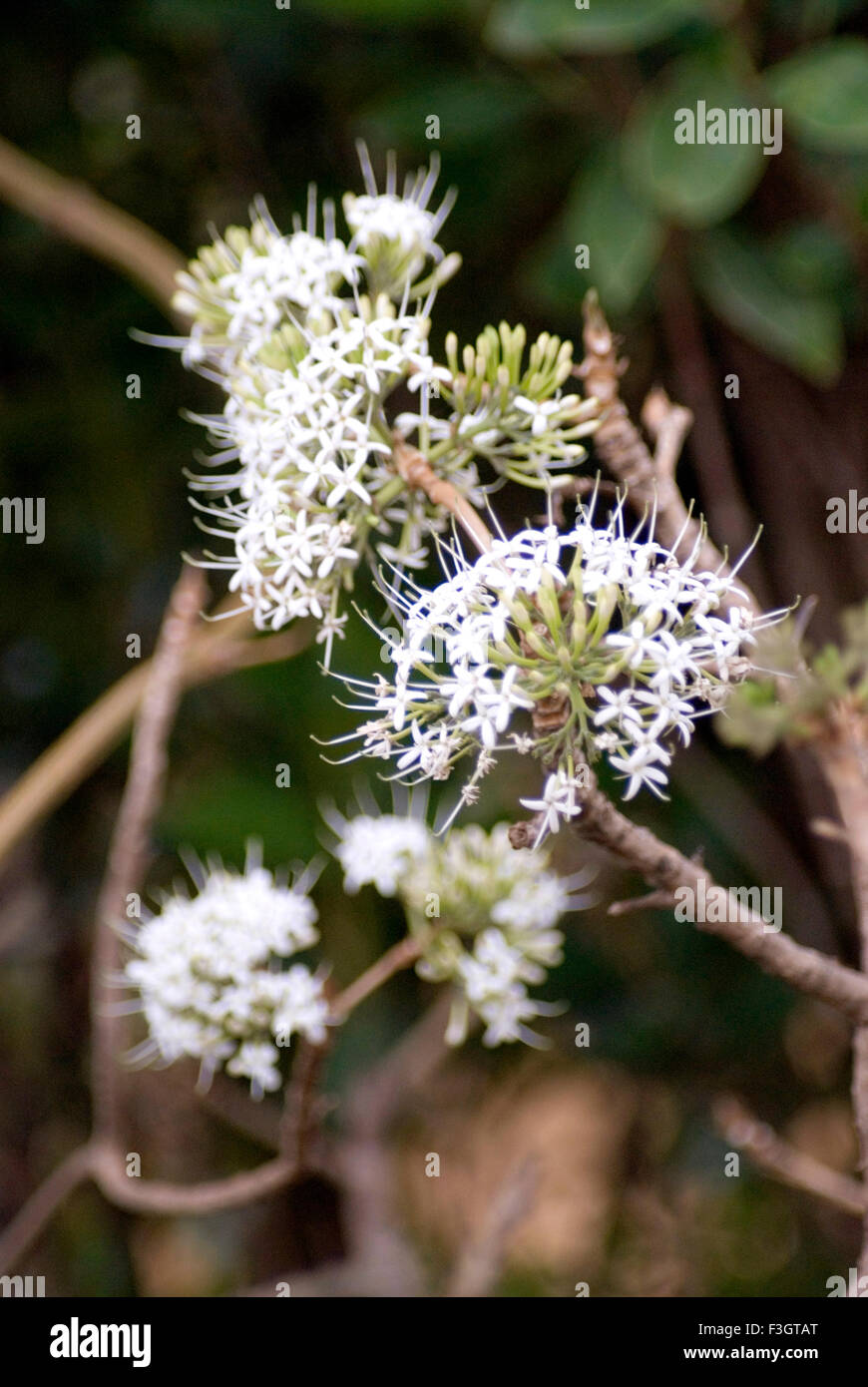 White flowers local name pavetta latin name crassicaulis common in forest and hills of Maharashtra ; India Stock Photo