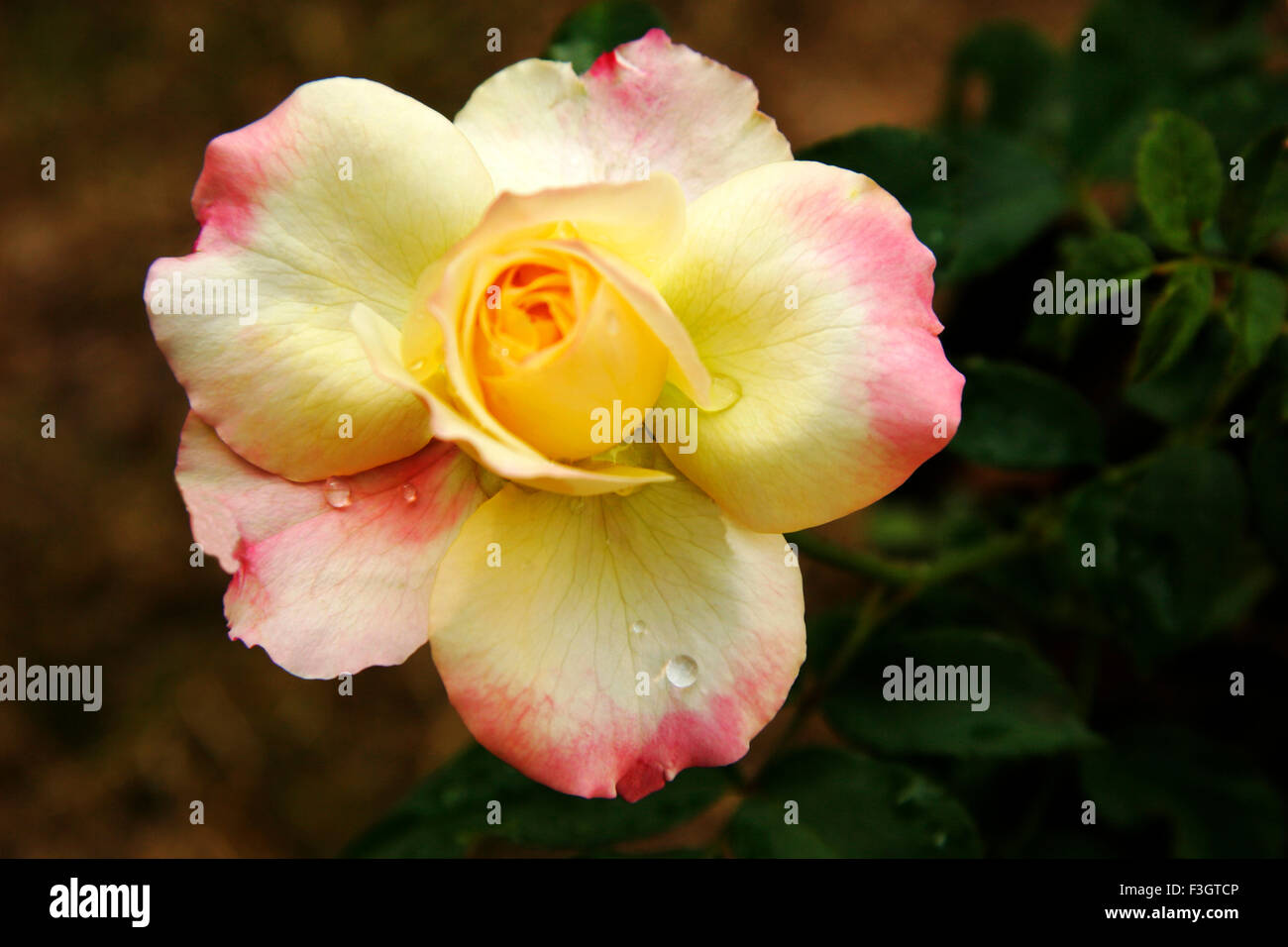 Shaded Rose High Resolution Stock Photography and Images - Alamy