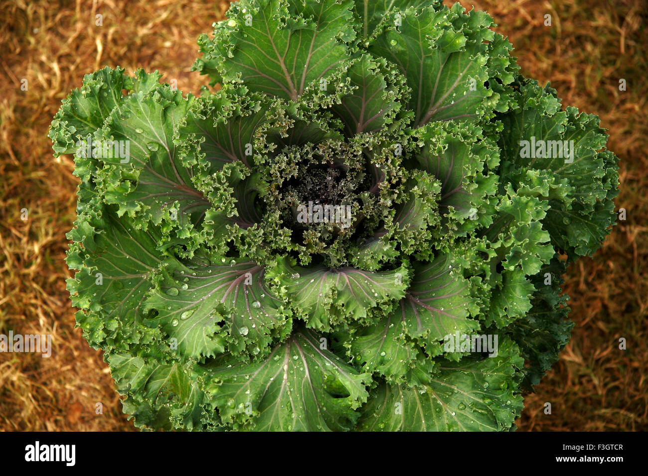 Ornamental cabbage flower with dew drops ; Pune ; Maharashtra ; India Stock Photo Alamy