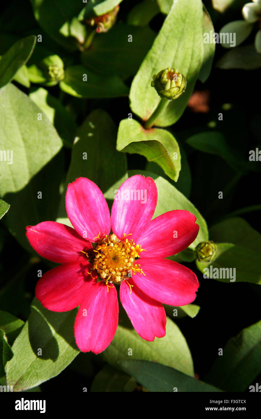 Small pink Zenia flower ; Pune ; Maharashtra ; India Stock Photo