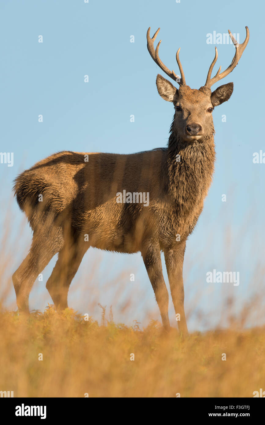 Red deer stag (Cervus elaphus) in field. Stock Photo