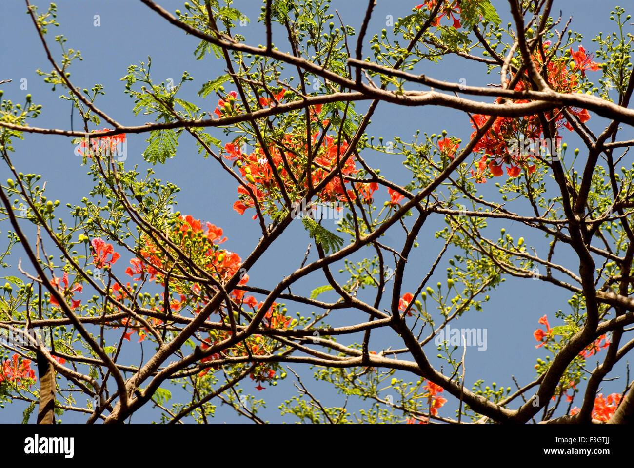 Flower tree of gulmohar ; delonix regia ; caesalpiniaceae Stock Photo